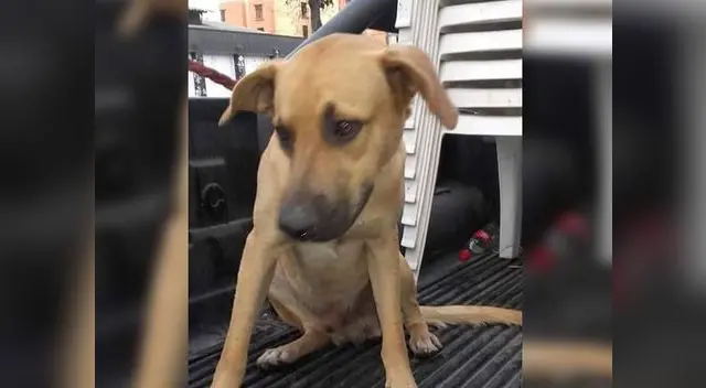 Denuncian que perrito fue agredido sexualmente en Trujillo