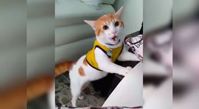 Gatito causa sensación en redes con su extraño maullido de gol 
