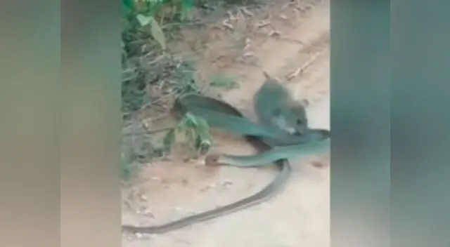 Rata gana en pelea a muerte a serpiente Rata gana en pelea a muerte a serpiente