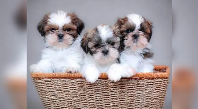 No olvides que una buena alimentación y un correcto mantenimiento de tu perro, será siempre un buen consejo para hacer perros felices