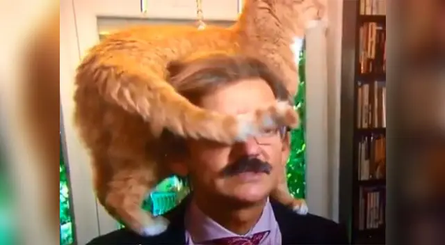 Un gato arruina la entrevista en vivo Un gato arruina la entrevista en vivo