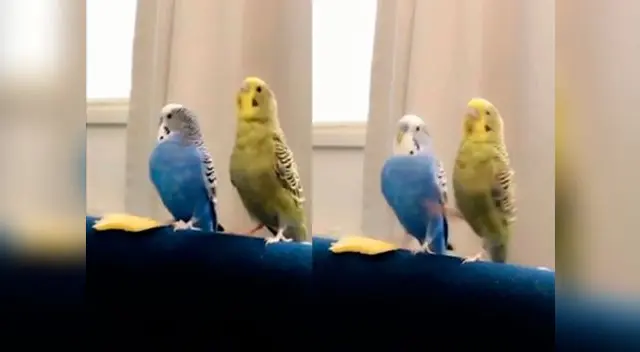 Periquitos protagonizan la pelea más tierna del Internet 