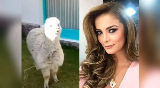 Laura Spoya pasó incómodo momento con una alpaca