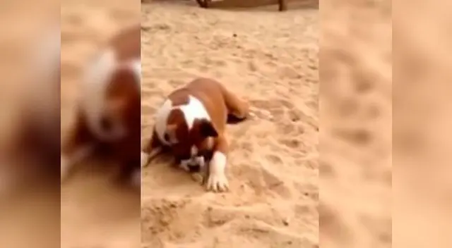 Perrito causa sensación en redes al probar limón Perrito causa sensación en redes al probar limón