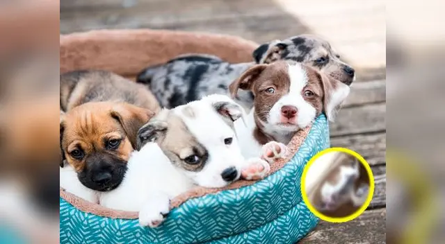 Usuaria de Facebook denuncia mal trato en veterinaria | FOTO: referencial