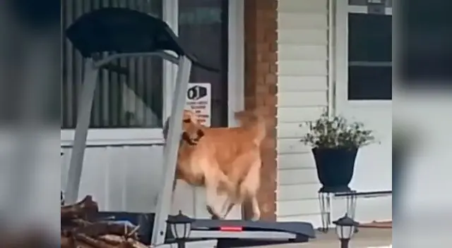 Perro captado haciendo ejercicios causa furor en redes Perro captado haciendo ejercicios causa furor en redes