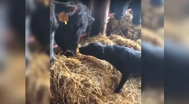 Perrito derrocha ternura al lamer narices de vacas Perrito derrocha ternura al lamer narices de vacas