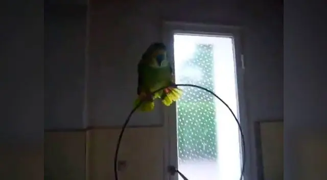 Loro canta conocido tema infantil y se vuelve la sensación en redes sociales Loro canta conocido tema infantil y se vuelve la sensación en redes sociales