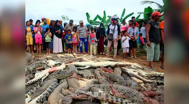 Mataron a 230 cocodrilos en Indonesia por venganza Mataron a 230 cocodrilos en Indonesia por venganza