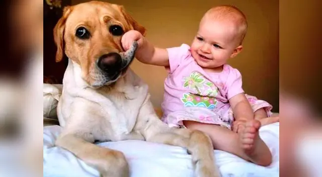 Evita que tu mascota ingrese al cuarto de la persona que sufre de alergias Evita que tu mascota ingrese al cuarto de la persona que sufre de alergias