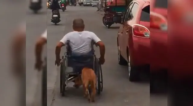 Perrito empuja la silla de ruedas de su dueño para ayudarlo a avanzar Perrito empuja la silla de ruedas de su dueño para ayudarlo a avanzar