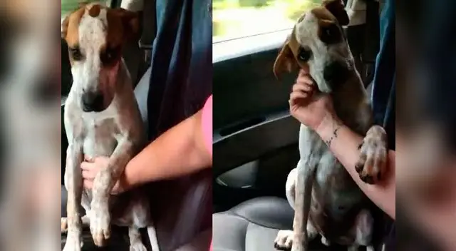 Perro agradece a mujer que lo rescató Perro agradece a mujer que lo rescató