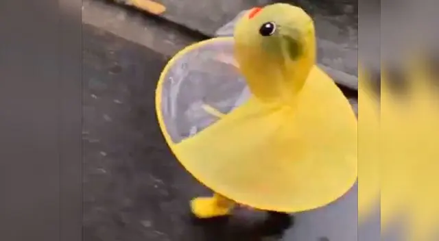 Niña vestida con traje de pato bajo la lluvia causa furor en redes Niña vestida con traje de pato bajo la lluvia causa furor en redes