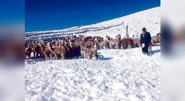 Miles de alpacas mueren por las intensas nevadas Miles de alpacas mueren por las intensas nevadas