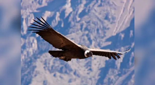 Cóndor andino en peligro, según SerFor