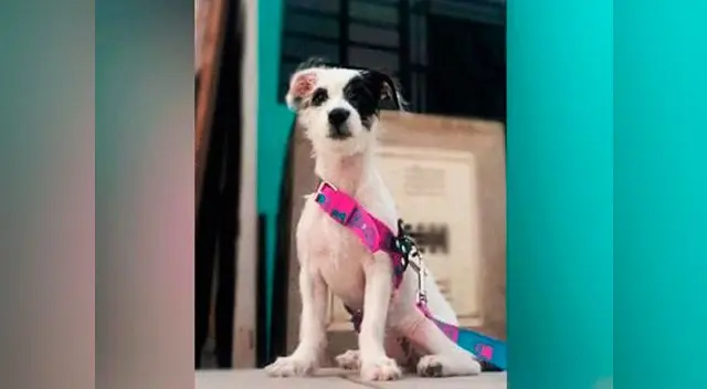 Si tiene información sobre el paradero de Aria, no dude en llamar al 997552333 Si tiene información sobre el paradero de Aria, no dude en llamar al 997552333