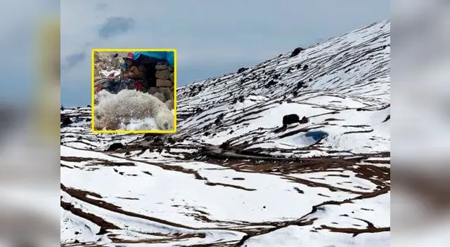 Mueren alpacas a causa de heladas en sur del país | Foto: Andina Mueren alpacas a causa de heladas en sur del país | Foto: Andina
