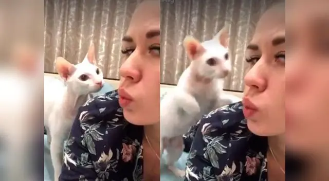 Gato se roba las miradas con inesperada reacción con su dueña 