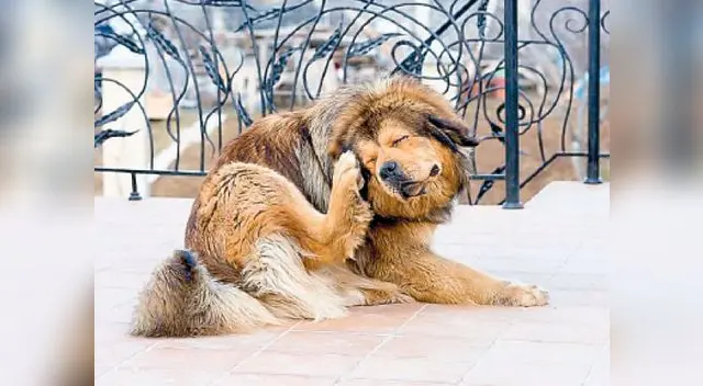 La crema de caléndulas cicatrizan las heridas causadas por garrapatas