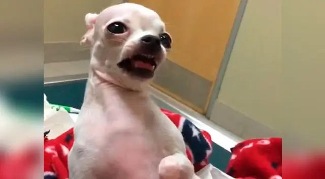 Perrita come marihuana por accidente y su reacción en furor en redes 