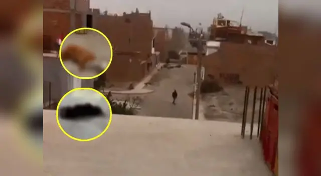 Por robar delincuentes matan perritos en Chosica Por robar delincuentes matan perritos en Chosica