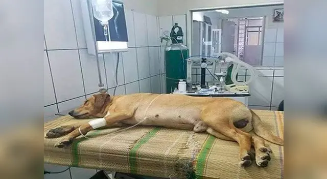 Piden ayuda para perrito atropellado en Barranca 