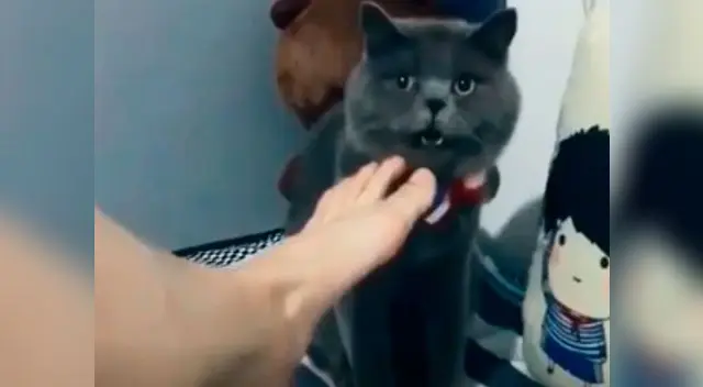 Gato tiene inesperada reacción tras oler el pie de su dueño Gato tiene inesperada reacción tras oler el pie de su dueño