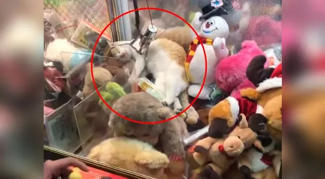 Gato interrumpe a joven que intentaba ganar un peluche