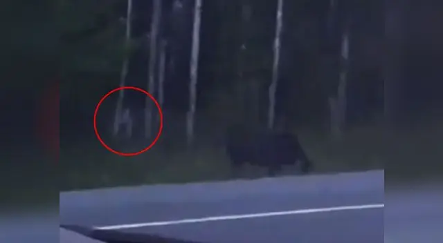 Extraña criatura es captada mientras intentaba atacar a un alce Extraña criatura es captada mientras intentaba atacar a un alce