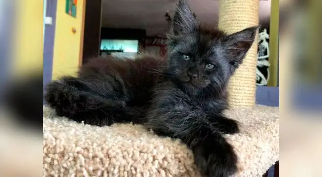  Gatita es la sensación por peculiar forma de su rostro 
