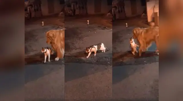 Perro separa a gato a punto de pelearse con otro felino Perro separa a gato a punto de pelearse con otro felino