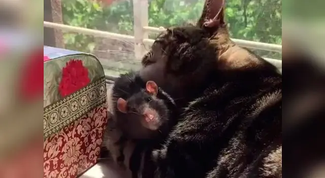 Gato y rata causan furor con gesto cariñoso 