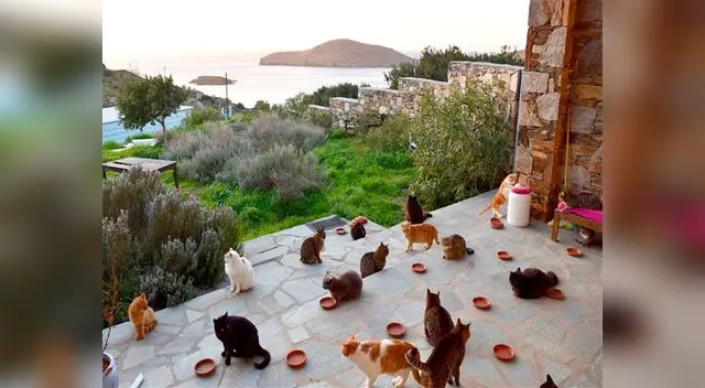 Para el trabajo se deben cuidar 55 gatos en la isla paradisíaca de Syros Para el trabajo se deben cuidar 55 gatos en la isla paradisíaca de Syros