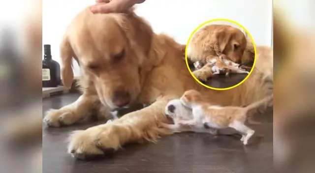 Actitud de perro con gatitos enternece las redes sociales Actitud de perro con gatitos enternece las redes sociales