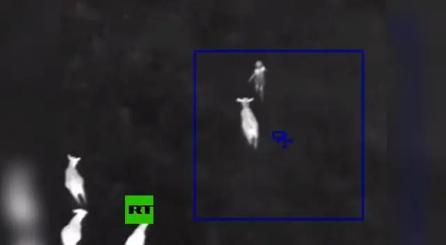 Vacas ayudaron a la captura de ladrona de autos