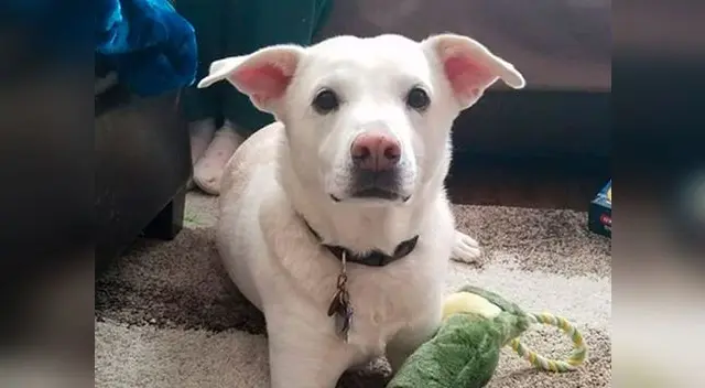 Moses, el perrito que fue sacrificado por equivocación 