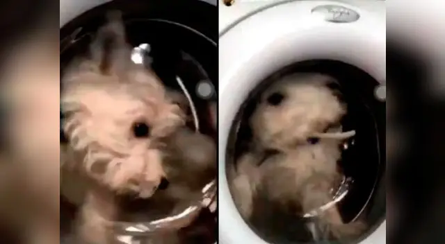 Joven mete a su perro a la lavadora y desata la indignación de cibernautas Joven mete a su perro a la lavadora y desata la indignación de cibernautas