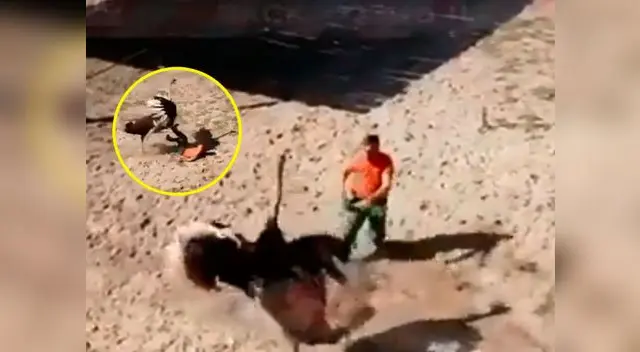 Avestruz se enfrenta a su cuidador. Video es viral en Facebook Avestruz se enfrenta a su cuidador. Video es viral en Facebook