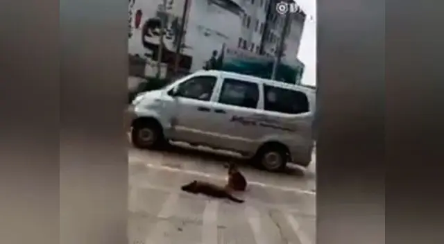 Conmovedora escena entre un perrito y su amigo se ha viralizado en Facebook