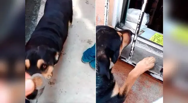 Actitud de perro al recibir dinero se vuelve viral en redes sociales Actitud de perro al recibir dinero se vuelve viral en redes sociales