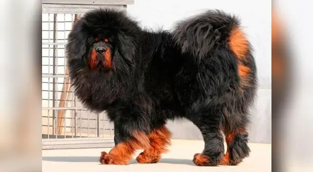 Familia cuidó a un supuesto can durante dos años, pero descubrieron que se trataba de un animal de otra especie 