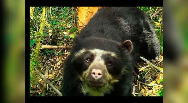 Oso de anteojos fue captado en Santuario en el Cusco Oso de anteojos fue captado en Santuario en el Cusco