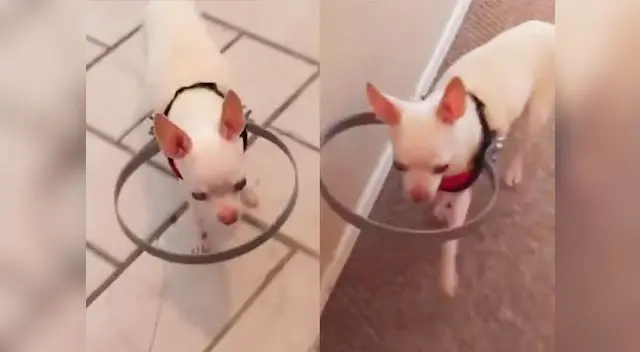 Encuentran solución a perrito ciego para que camine sin tropezarse 