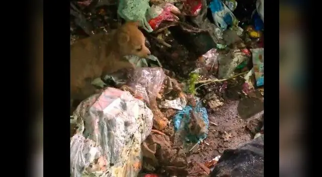 Cachorro sobrevivió varias horas en un camión repleto de basura Cachorro sobrevivió varias horas en un camión repleto de basura