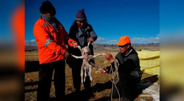Víctimas del friaje siguen en espera de ayuda humanitaria