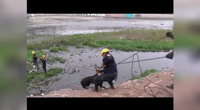 Rescate de can en el río Rímac Rescate de can en el río Rímac