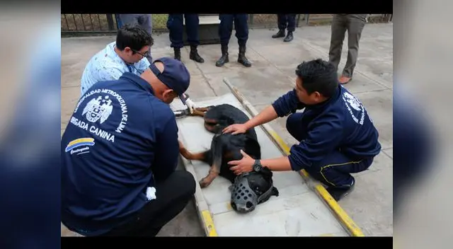 Rescate de can en el río Rímac Rescate de can en el río Rímac