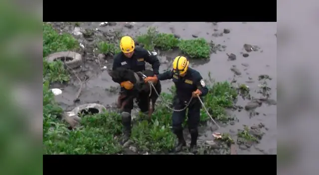 Rescate de can en el río Rímac Rescate de can en el río Rímac