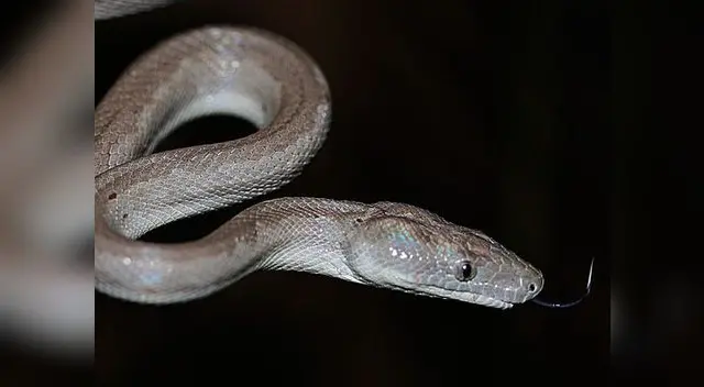 Abuela coge con sus manos dos serpientes y las saca de la parrilla Abuela coge con sus manos dos serpientes y las saca de la parrilla