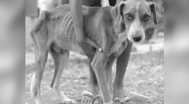 Niño pide ayuda para su perrito Niño pide ayuda para su perrito